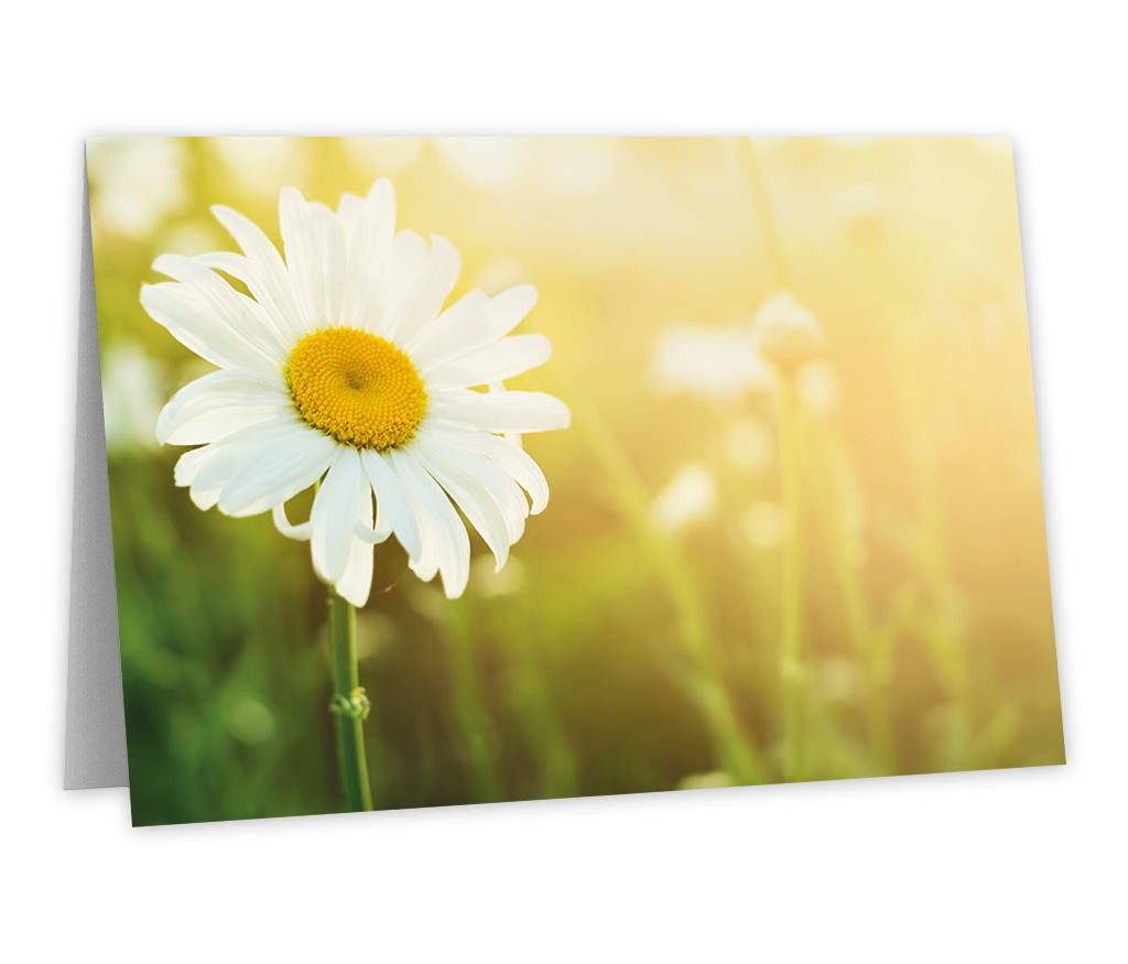 Grußkarte für Ihre Grüße - lassen sie Blumen sprechen mit unserem Motiv "Magerite"